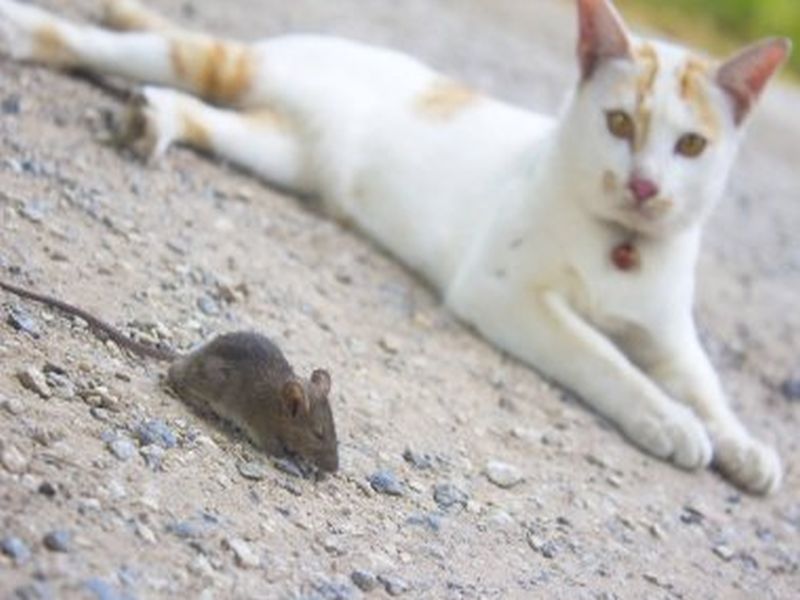 Mastering Pest Control for Rats: Expert Tips